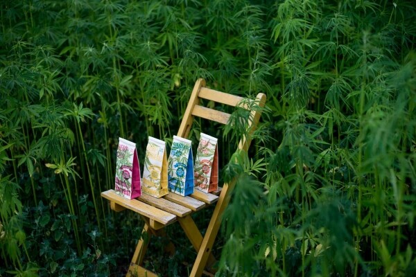 Hennep Chai - Hennep Chai thee 50 gram - Dutch Harvest losse thee